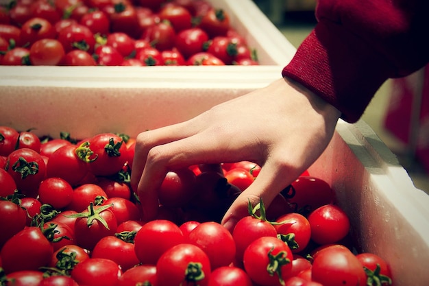 De cerca de la mano con tomates rojos