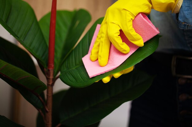 Cerca de la mano del trabajador limpiando el polvo en la oficina con guantes amarillos.