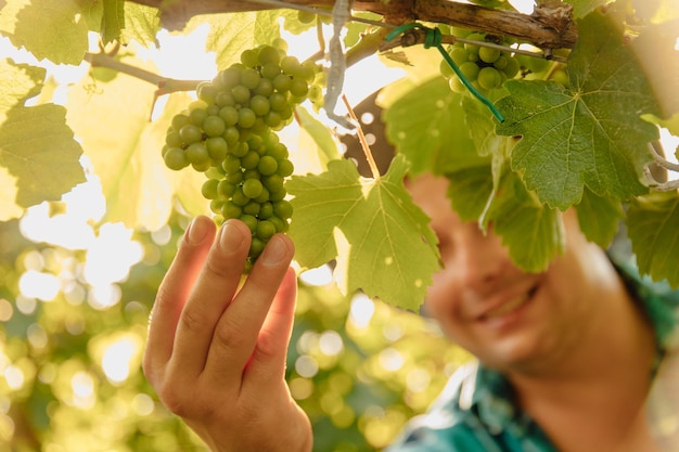 Cerca de las manos del enólogo agricultor masculino tocando uvas de vid día soleado de verano vista de cultivos de carne de vacuno ...