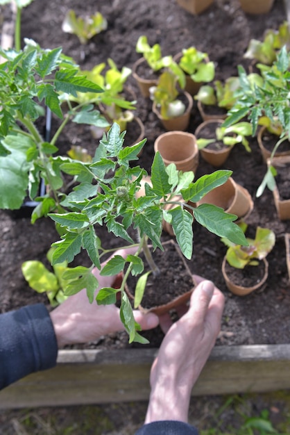 Cerca de las manos de un jardinero sosteniendo plántulas de tomate listas para ser plantadas en el jardín