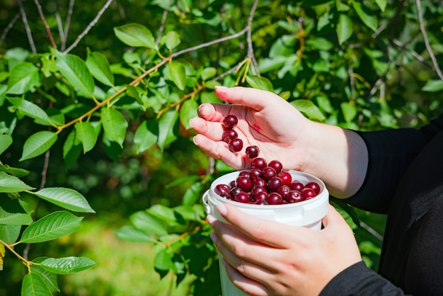 Cerca de manos de mujer recogiendo cerezas maduras de la rama de un árbol.