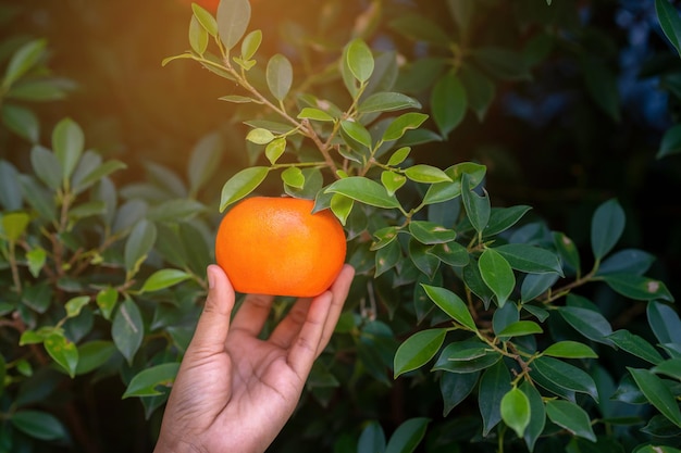 Cerca de manos y naranjas en una hermosa granja de naranjas de sol