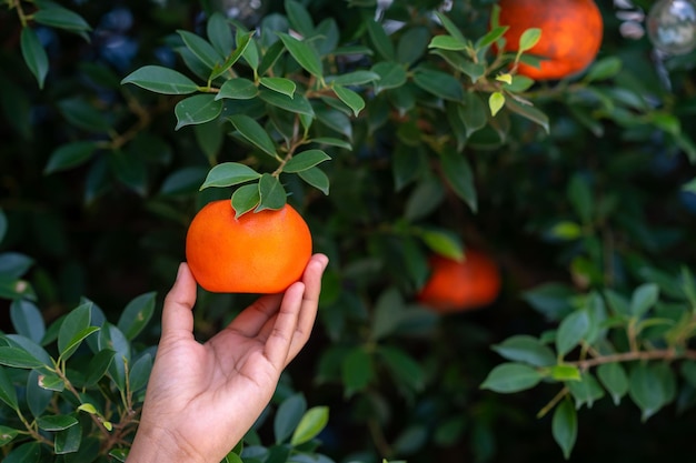 Cerca de manos y naranjas en una hermosa granja de naranjas de sol