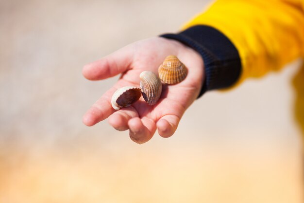 Cerca de las manos del niño con conchas marinas