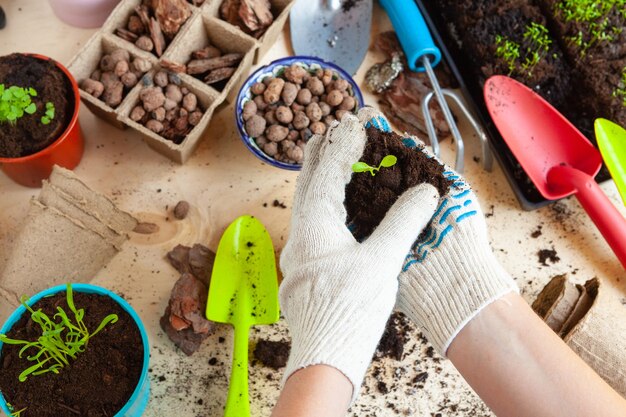 Cerca de manos trasplantando una planta en una maceta nueva