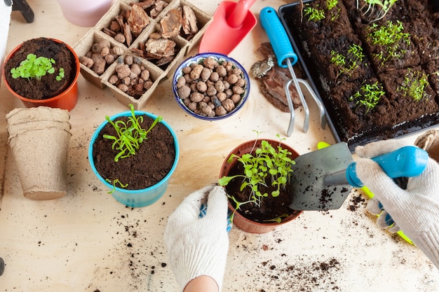 Cerca de manos trasplantando una planta en una maceta nueva