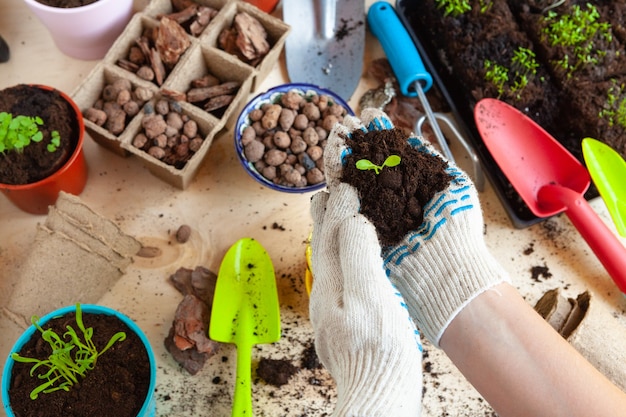 Cerca de manos trasplantando una planta en una maceta nueva