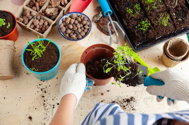 Cerca de manos trasplantando una planta en una maceta nueva