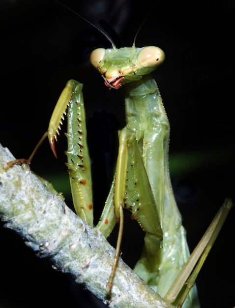 Foto cerca de una mantis religiosa