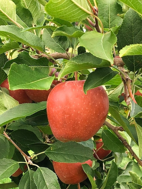 Cerca de una manzana colgando de la rama de un árbol