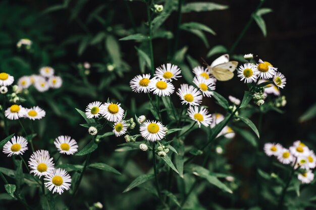 Cerca de manzanilla en flor en el jardín