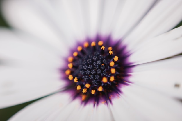 Cerca de una margarita africana osteospermum con mucho polen.