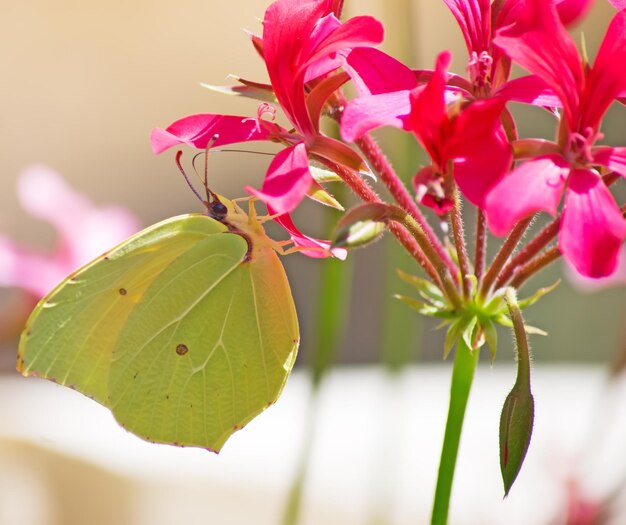 Cerca de una mariposa amarilla en una flor rosa