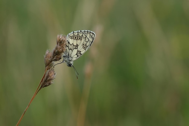 Cerca de una mariposa blanca de mármol