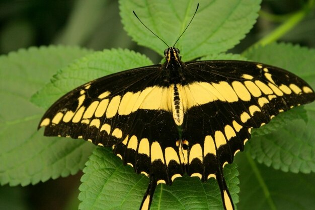 Cerca de una mariposa descansando sobre un cable