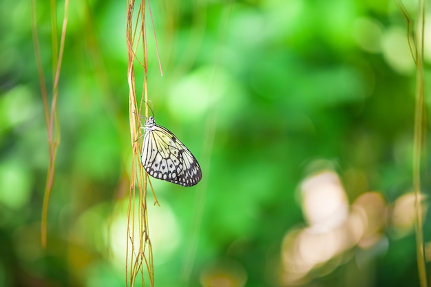 Cerca de una mariposa en rama