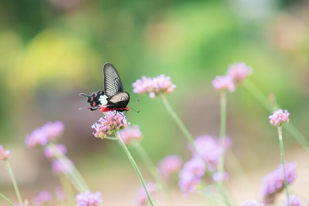 Cerca de mariposa sobre flores