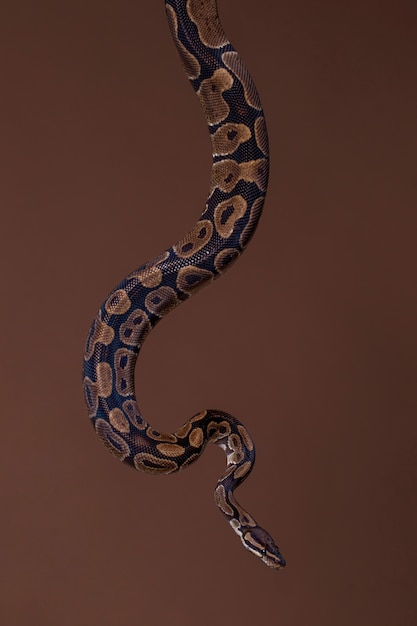 Foto cerca de mascota serpiente