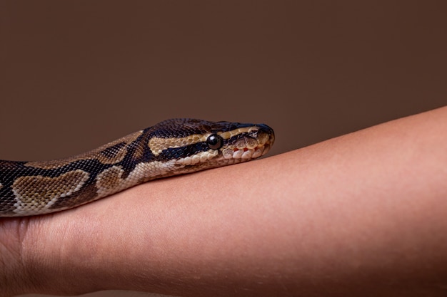 Foto cerca de mascota serpiente