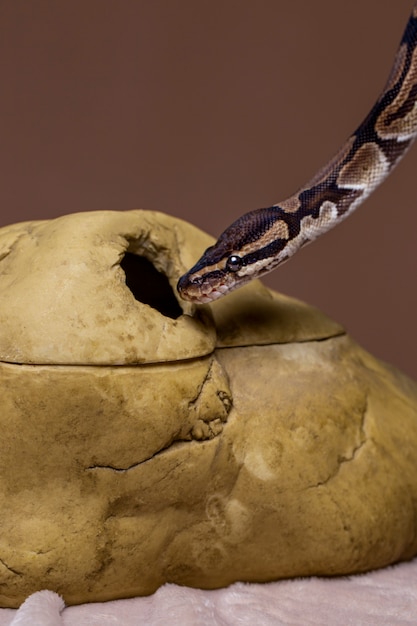 Foto cerca de mascota serpiente