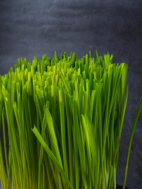 Cerca de micro brotes verdes pasto de trigo