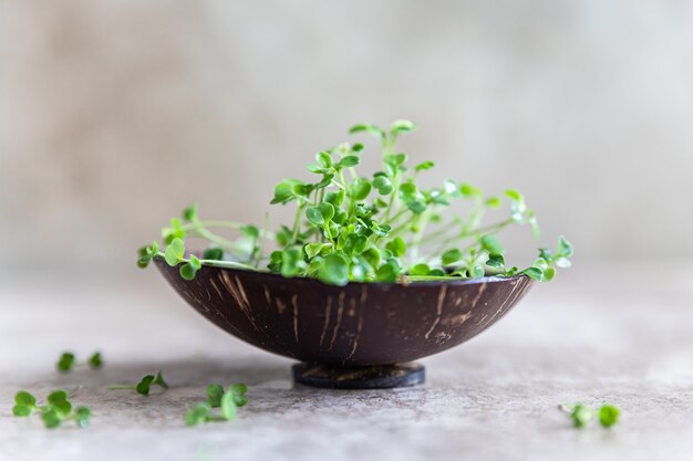 Cerca de microgreen de rúcula. Concepto de superalimento orgánico. Estilo de vida saludable.