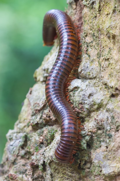 Cerca del milpiés en árbol