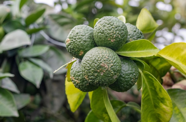 Cerca de un montón de mandarina joven que crece en una rama