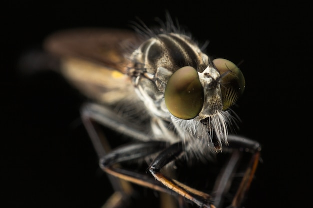 Cerca de la mosca de ladrón con enfoque selectivo