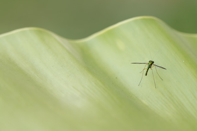 Cerca de la mosca de patas largas