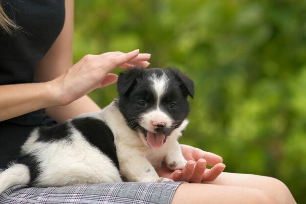 Cerca de una mujer sosteniendo un pequeño cachorro en su regazo.