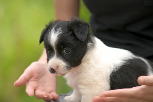 Cerca de una mujer sosteniendo un pequeño cachorro en su regazo.