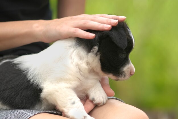 Cerca de una mujer sosteniendo un pequeño cachorro en su regazo.