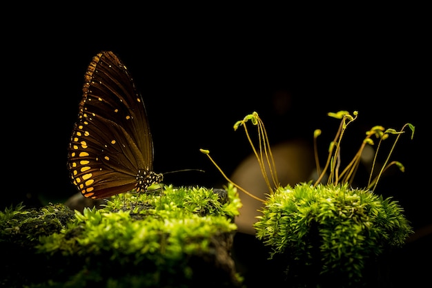 Cerca de musgo y mariposa