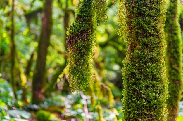 Cerca de musgo que crece en las ramas de los árboles