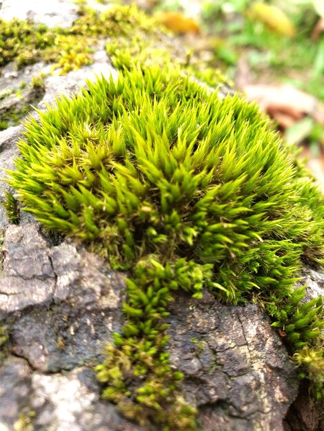 Foto cerca de musgo verde. macrodisparo.