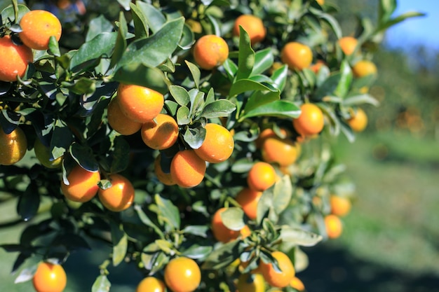 Cerca de naranjos en el jardín.