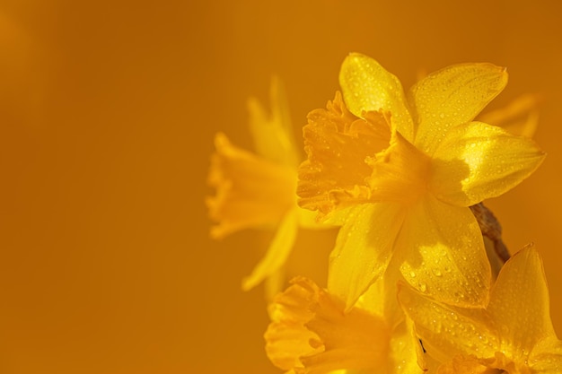 Cerca de narcisos flores sobre fondo amarillo