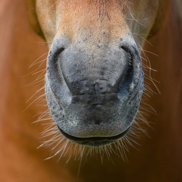 Cerca de la nariz en los detalles de un caballo marrón