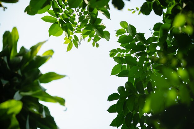 Foto cerca de la naturaleza vista joven hoja verde sobre fondo verde borrosa