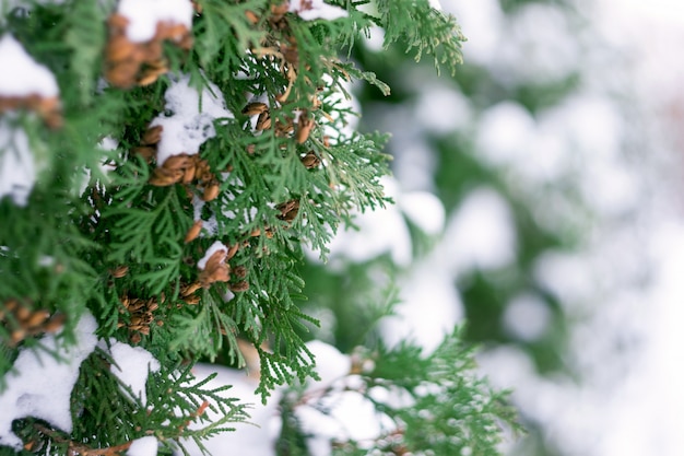 Cerca de la nieve en el árbol