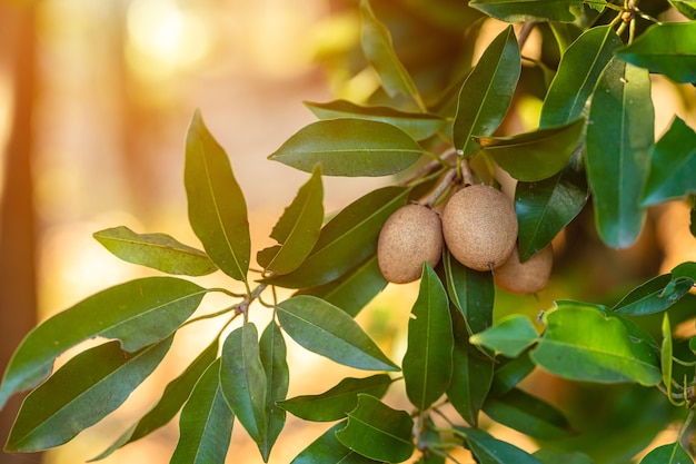 Cerca de níspero crecen en el árbol de níspero en un jardín de fondo hojas de níspero en Tailandia, fruto para la salud