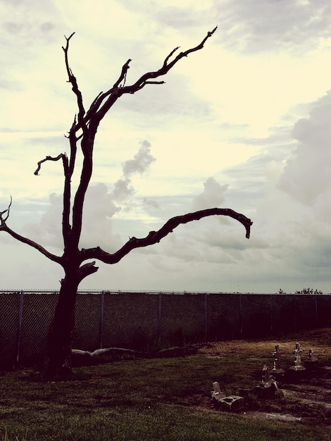 Foto cerca no campo contra o céu nublado