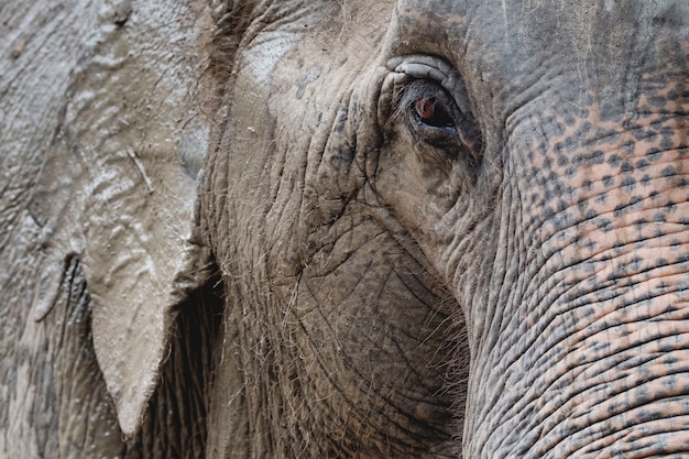 De cerca el ojo de un elefante, en un zoológico de Tailandia.