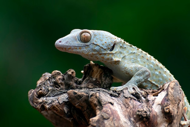 Cerca de los ojos de un gecko tokay