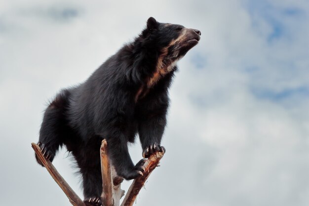 Cerca de oso subido a las ramas