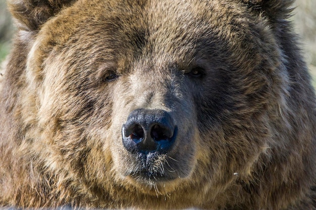 Cerca de un oso