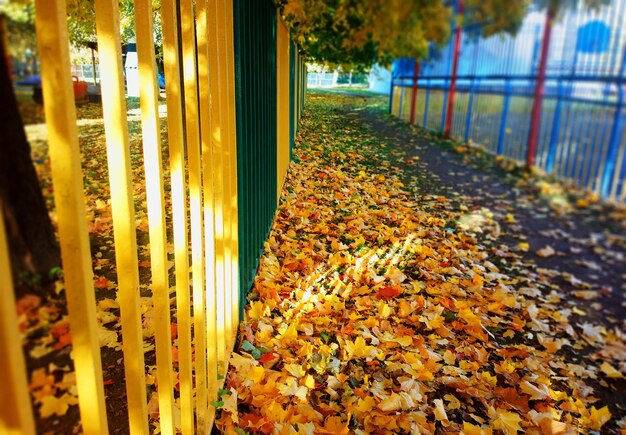 Cerca de otoño amarillo con fondo de fuga de luz