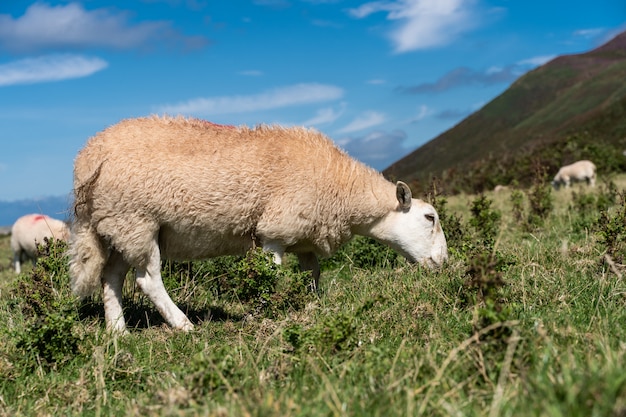 Cerca de ovejas pastando en los campos