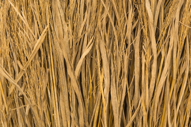 Foto cerca de paja de arroz seco